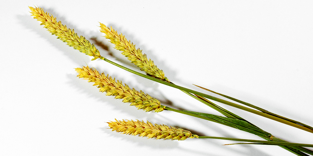 wheat_grains wheat_grains